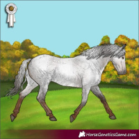 Horse Color:Gray Liver Red Roan