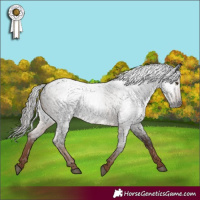Horse Color:Gray Liver Red Roan 
