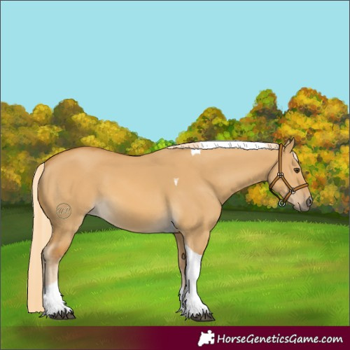 Horse Color:Palomino Dun Tobiano 