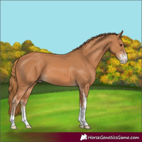 Horse Color:Chestnut Sabino