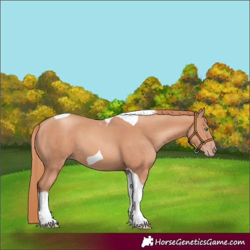 Horse Color:Gold Champagne Tobiano 