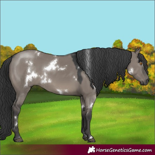 Horse Color:White Spotted Grullo 