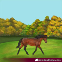 Horse Color:Brown 