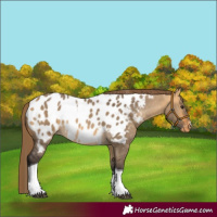 Horse Color:Buckskin Dun Tobiano Near Leopard 