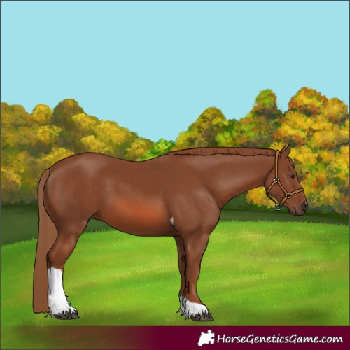 Horse Color:Chestnut Tobiano Rabicano
