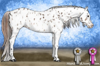 Horse Color:Buckskin Appaloosa  and Amber Champagne Appaloosa 