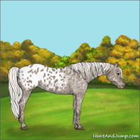 Horse Color:Silver Grullo Appaloosa