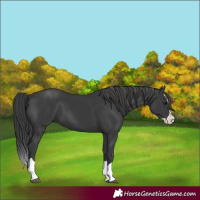 Horse Color:Black Splash