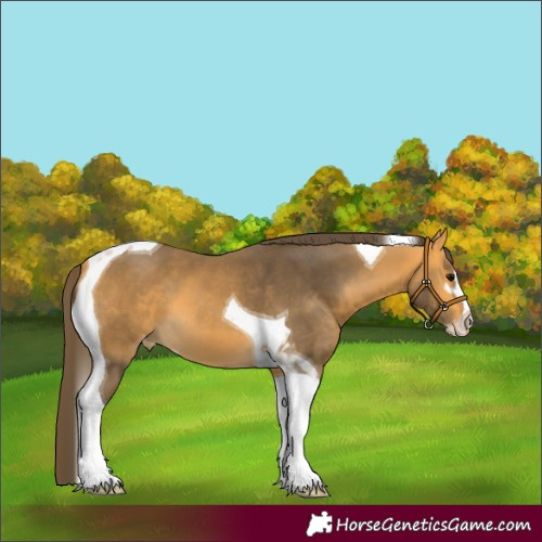Horse Color:Buckskin Sabino Tobiano Appaloosa 