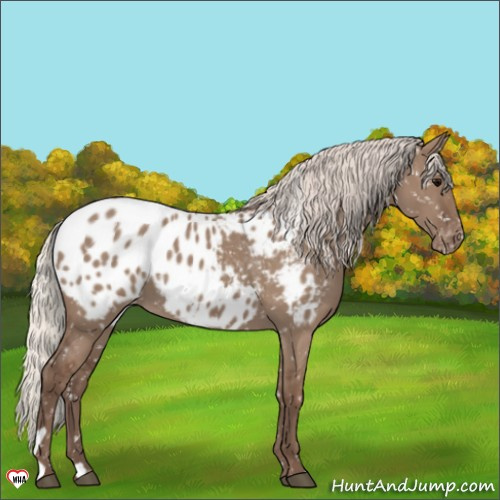 Horse Color:Silver Grullo Appaloosa 