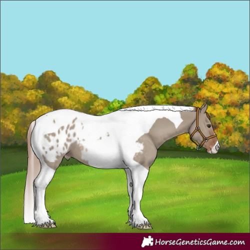 Horse Color:Red Dun Tobiano Blanket 