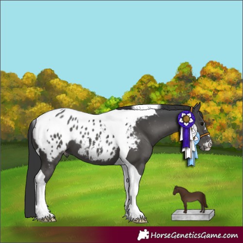 Horse Color:Black Tobiano Appaloosa 