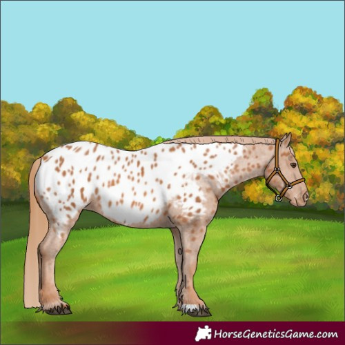 Horse Color:Chestnut Near Leopard 