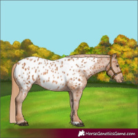 Horse Color:Chestnut Near Leopard 