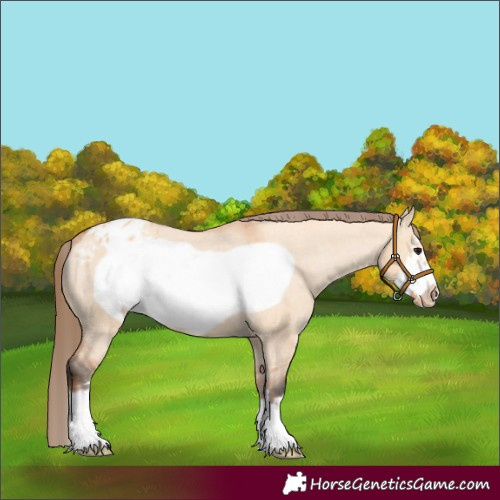Horse Color:Bay Dun Frame Appaloosa 