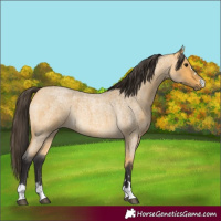 Horse Color:Buckskin Roan Rabicano 