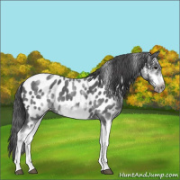 Horse Color:White Spotted Blue Roan Splash Frame Appaloosa