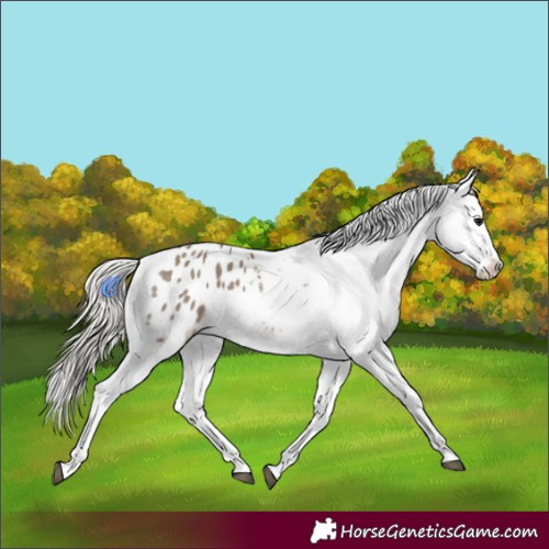 Horse Color:Silver Grullo Appaloosa 