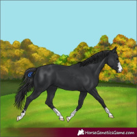 Horse Color:Black 
