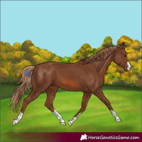 Horse Color:Chestnut 