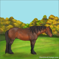 Horse Color:Bay 