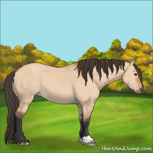 Horse Color:Bay Dun