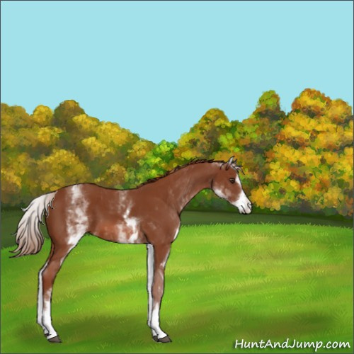 Horse Color:Unknown 