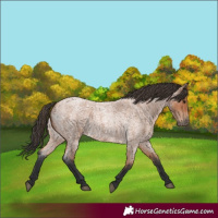 Horse Color:Bay Roan 