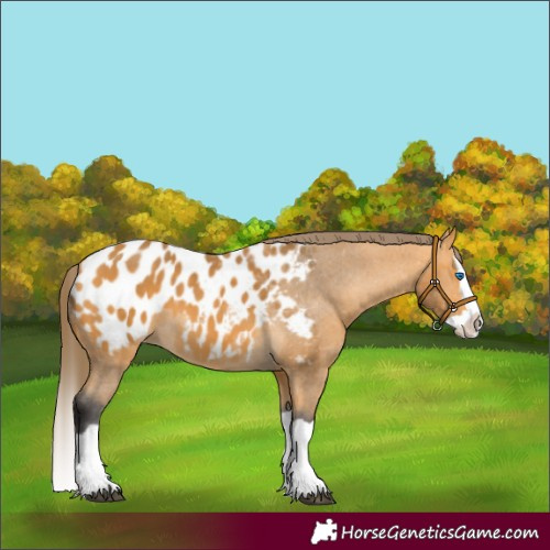 Horse Color:Buckskin Splash Appaloosa 