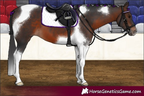 Horse Color:Brown Tobiano 