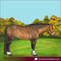 Horse Color:Buckskin 