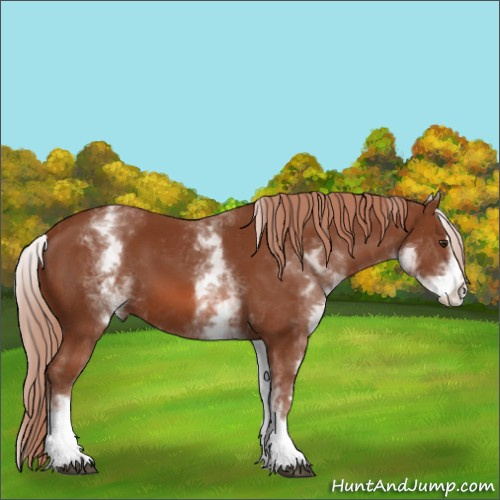 Horse Color:White Spotted Chestnut Sabino 