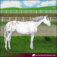 Horse Color:Silver Grullo Appaloosa 