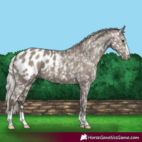 Horse Color:Silver Grullo Appaloosa 