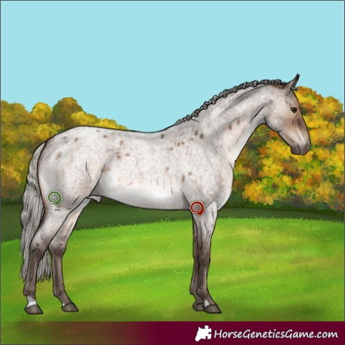 Horse Color:Silver Brown Roan Dun Brindle 