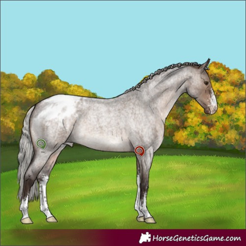 Horse Color:Silver Brown Roan Dun Sabino Appaloosa Brindle 