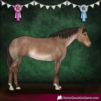 Horse Color:Liver Red Dun Brindle 