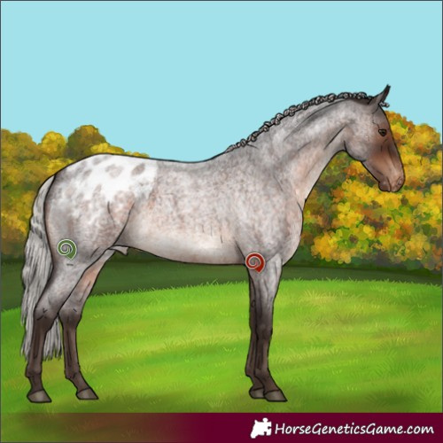 Horse Color:Silver Brown Roan Appaloosa 