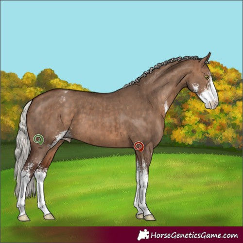 Horse Color:Silver Brown Dun Sabino Appaloosa Brindle 