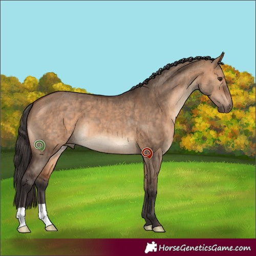 Horse Color:Bay Dun Brindle 
