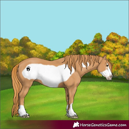 Horse Color:Chestnut Frame 