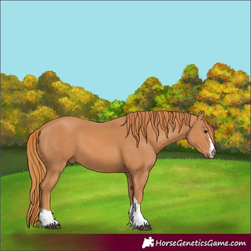 Horse Color:Chestnut 