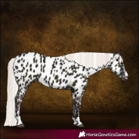 Horse Color:Midnight Silver Grullo Near Leopard 