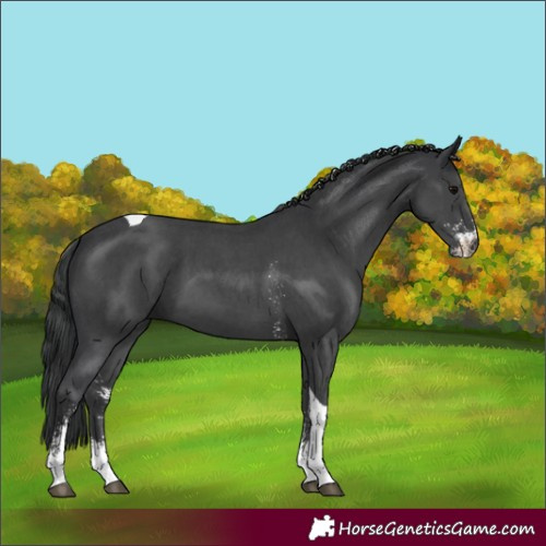 Horse Color:Black Sabino Tobiano 