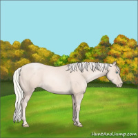 Horse Color:Gold Cream Champagne Pearl 