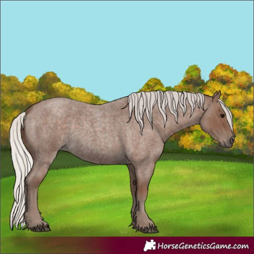 Horse Color:Silver Blue Roan 