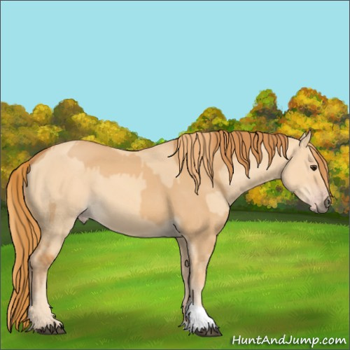 Horse Color:Red Dun  and Gold Champagne Dun 