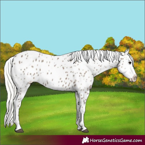 Horse Color:Silver Grullo Appaloosa 