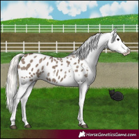 Horse Color:Silver Grullo Appaloosa 