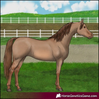 Horse Color:Red Dun 